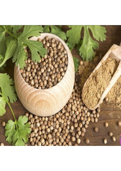 Aşotu(Kişniş Otu) Tohumu(50 Tohum)