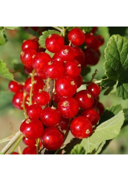 Kırmızı Frenk Üzümü Tohumu (10 Adet)