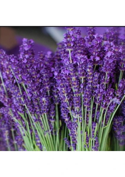 Lavandula Angustifolia Lavanta Tohumu (1000 Tohum)