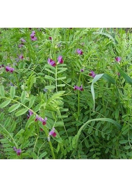 Doğal Burçak(Vicia Ervilia) Otu Tohumu(30 Tohum)