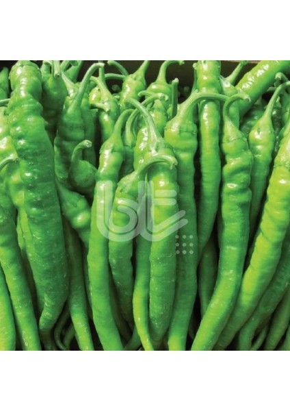 Geleneksel Sofralık Verimli Özel Ürün Burdem 016 Biber Tohumu (10 Gr)