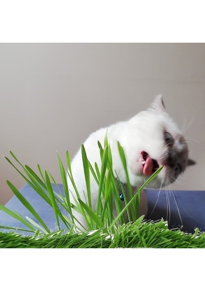 Kedi Otu Tohumu (75 Tohum)