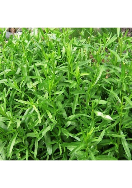 Tarhun Otu Tohumu(50 Tohum)