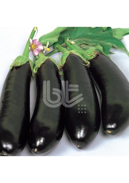 Geleneksel Sofralık Pala (Yalova-49) Patlıcan Tohumu (10 Gr)