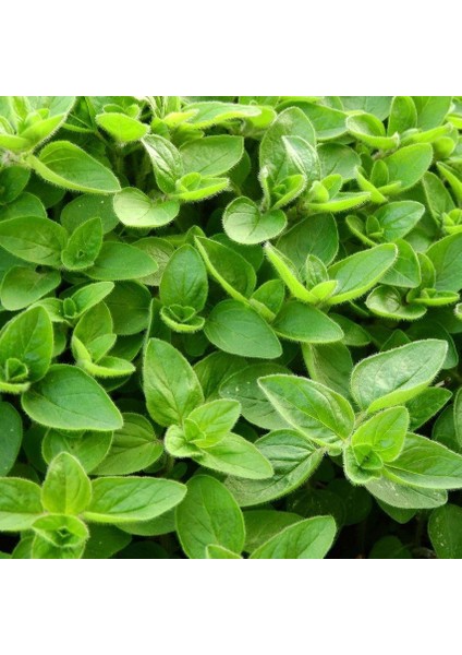 Mercanköşk(Origanum Majorana) TOHUMU(200 Tohum)