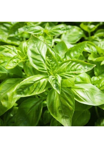 Iri Yaprakllı Genovese Fesleğen Tohumu (200 Tohum)