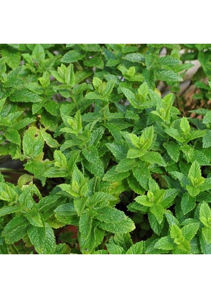Spearmint Nane Tohumu (200 Tohum)