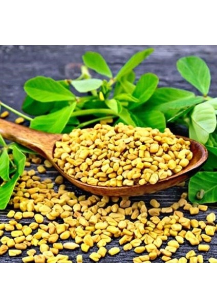 Çemen Otu Tohumu (30 Tohum)