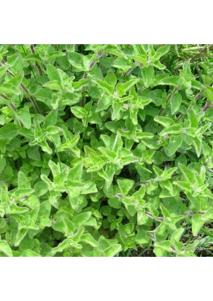 Istanbul Kekiği(Origanum Vulgare) Tohumu (50 Tohum)