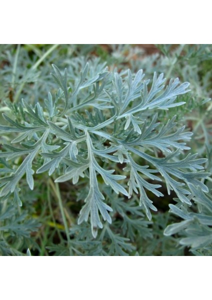 Pelin Otu(Artemisia Absinthium) Tohumu(50 Tohum)