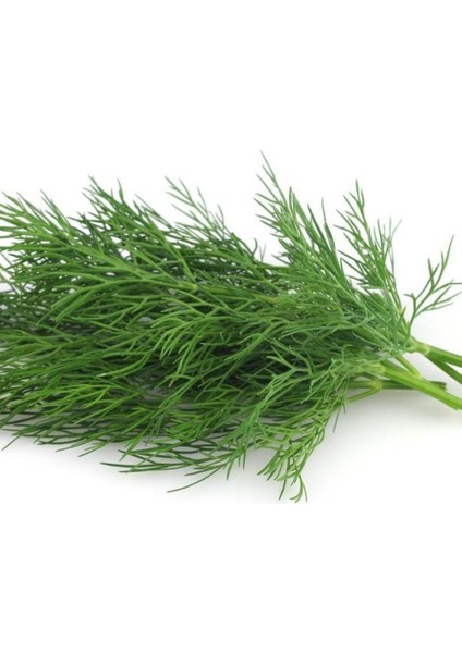 Dere Otu (Durakotu-Tarhanaotu) Uzun Ada Mamut Tohumu(50 Tohum)