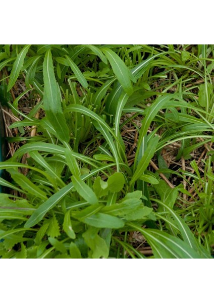 Mibuna Tohumu(50 Tohum)