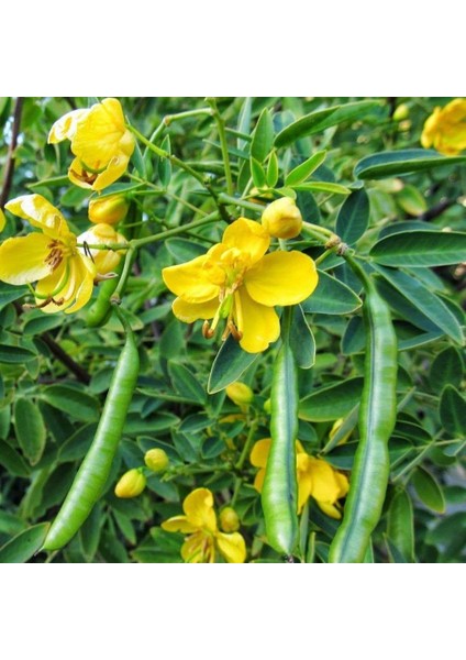 Sinemaki Çiçeği Tohumu (10 Tohum)