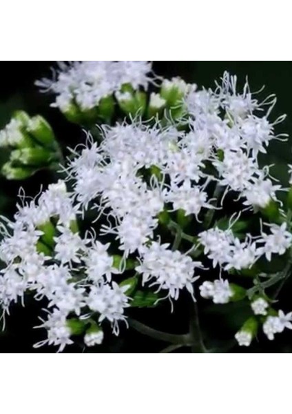 Boneset Çiçeği Tohumu(50 Tohum)