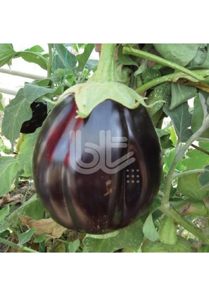 Sofralık Közlemelik Kızartmalık Topan 374 Patlıcan Tohumu (25 Gr)