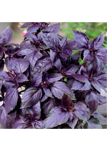 Dessert Rasil Boza Kırmızı Tatlı Fesleğen TOHUMU(100 Tohum)