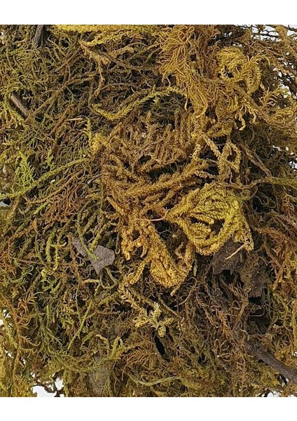 Doğal Yosun Kahverengi 10 gr Adet