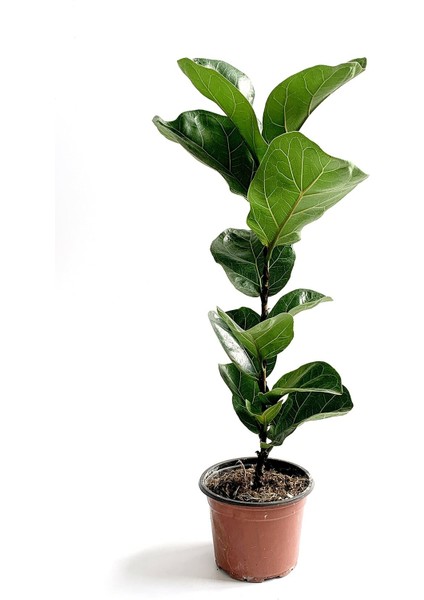 Ficus Lyrata - Keman Yapraklı Kauçuk