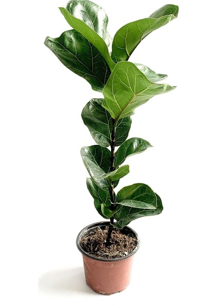 Ficus Lyrata - Keman Yapraklı Kauçuk