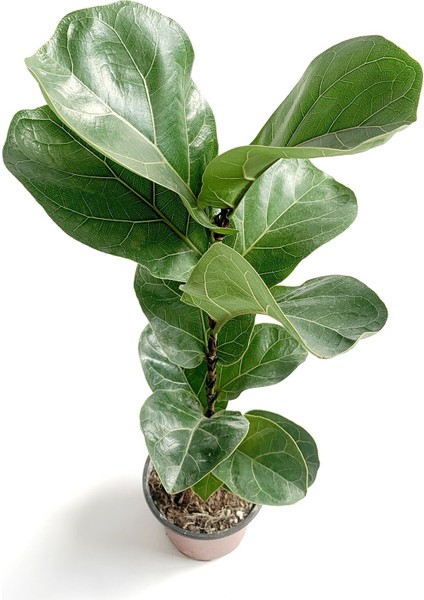 Ficus Lyrata - Keman Yapraklı Kauçuk