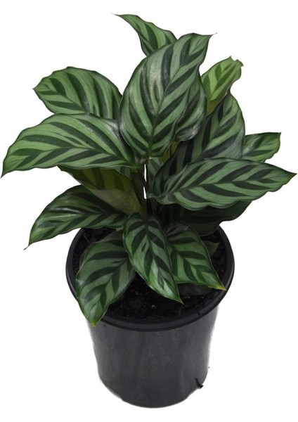 Calathea Louisae \'freddy\' (7 cm Saksıda)