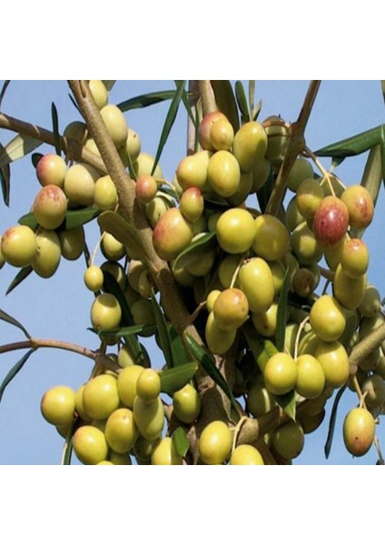 5 Adet Arbeguina Zeytin Fidanı 1 Metre Tüplü Aşılı 12 Ay Dikim