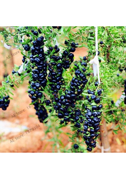 20 Adet Goji Berry Fidanı ( Siyah Meyve ) Viyolde 15 cm 12 Ay Dikim