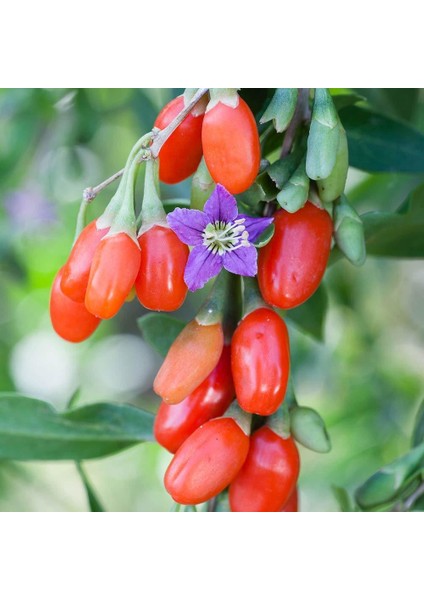 20 Adet Goji Berry Fidanı Damaye ( Tombul Meyve ) Viyolde 15 cm 12 Ay Dikim