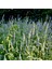 Chia Bitkisi(Salvia Hispanica) Tohumu(50 Tohum) 1