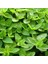 Mercanköşk(Origanum Majorana) TOHUMU(200 Tohum) 1