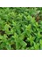 Spearmint Nane Tohumu (200 Tohum) 1