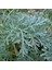 Pelin Otu(Artemisia Absinthium) Tohumu(50 Tohum) 1