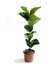 Ficus Lyrata - Keman Yapraklı Kauçuk 1