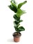 Ficus Lyrata - Keman Yapraklı Kauçuk 2