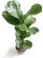 Ficus Lyrata - Keman Yapraklı Kauçuk 3