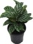 Calathea Louisae \'freddy\' (7 cm Saksıda) 1