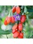 20 Adet Goji Berry Fidanı Damaye ( Tombul Meyve ) Viyolde 15 cm 12 Ay Dikim 1