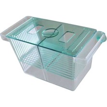 Büyük Ikili Yavruluk