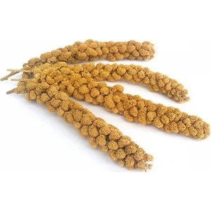 Dal Darı 100 gr