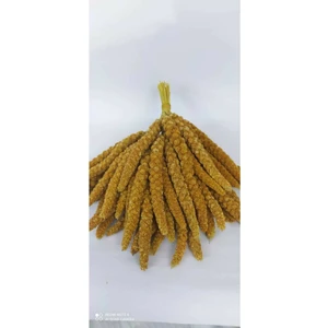 Dal Darı 500 gr Kızıl 500