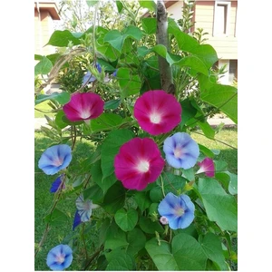 Köy Tohumları 10 Adet Tohum Ithal Sarmaşık Sabah Sefası Çiçeği Tohumu Tohum Saksı Toprak