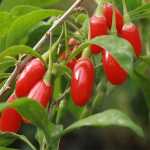 Yayla Tarım 2 Adet Goji Berry Fidanı ( Nq7 ) Tüplü 20 cm 12 Ay Dikim