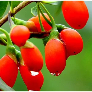 Yayla Tarım 2 Adet Goji Berry Fidanı ( Nq1 ) Tüplü 20 cm 12 Ay Dikim