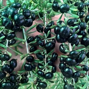 Yayla Tarım 2 Adet Goji Berry Fidanı ( Siyah Meyve ) Tüplü 20 cm 12 Ay Dikim