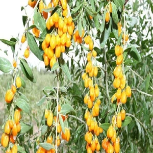 Yayla Tarım 2 Adet Goji Berry Fidanı ( Sarı Meyve ) Tüplü 20 cm 12 Ay Dikim