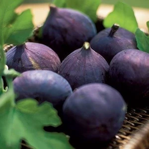 Mevsim Fidancılık Peyzaj - Açık Kök Iri Meyveli Dürdane Bursa Siyahı Incir Fidanı( 2 Yaşında Boy 120 cm )