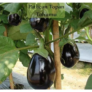 Köy Tohumları 100 Adet Tohum Dolmalık Bostan Patlıcanı Patlıcan Tohumu Bostanlık Patlıcan Tohumu