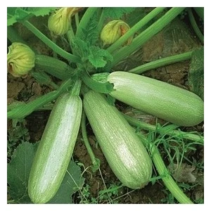 Köy Tohumları 20 Adet Tohum Sakız Kabak Tohumu Organik Dolmalık Beyaz Kabak Köy Kabağı