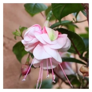 Köy Tohumları 10 Adet Tohum Nadir Bulunan Beyaz Küpeli Çiçek Tohumu Yeni Mahsül Saksı Toprak