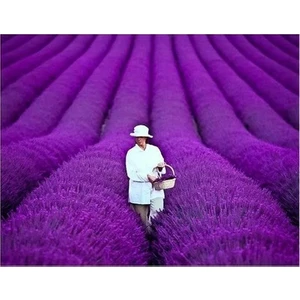 Köy Tohumları 250 Adet Tohum Lavanta Çiçeği Tohum Mor Kokulu Ingiliz